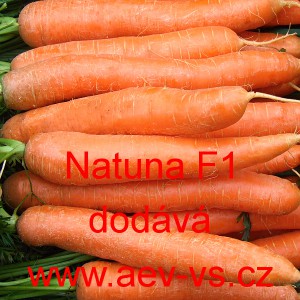 Mrkev obecn&aacute; hybridn&iacute; Natuna F1
