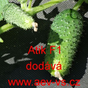 Okurka set&aacute; nakl&aacute;dačka hybridn&iacute; partenokarpick&aacute; Atik F1