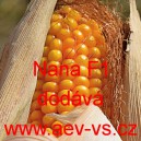 Kukuřice pukancov&aacute; hybridn&iacute; Nana F1