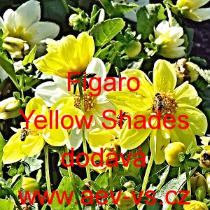 Jiřinka proměnliv&aacute; Figaro Yellow Shades