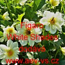 Jiřinka proměnliv&aacute; Figaro White Shades