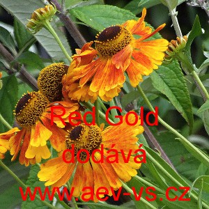 Z&aacute;plev&aacute;k jesenn&iacute; Red Gold