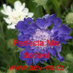 Hlav&aacute;č kavkazsk&yacute; Perfecta Mix