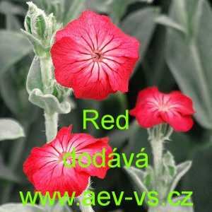 Kohoutek věncov&yacute; Red