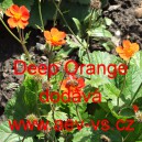 Kukl&iacute;k &scaron;arlatov&yacute; Deep Orange