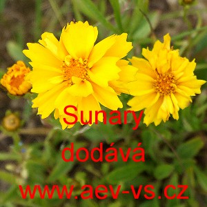 Kr&aacute;snoočko velkokvět&eacute; Sunary