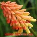 Mnohokvět hroznat&yacute; Royal Castle