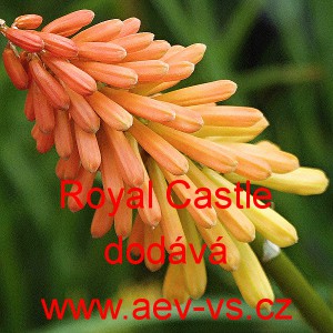 Mnohokvět hroznat&yacute; Royal Castle