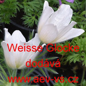Koniklec obecn&yacute; White Bells 