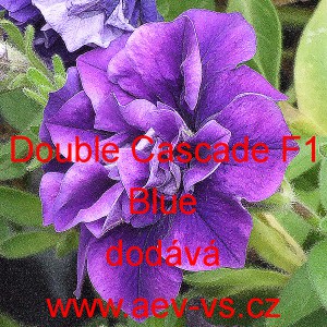 Pet&uacute;nie velkokvět&aacute; plnokvět&aacute; Double Cascade F1 Blue