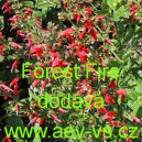 &Scaron;alvěj &scaron;arlatov&aacute; Forest Fire