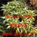 Africk&aacute; kopřiva, Pochvatec ozdobn&yacute;, &scaron;i&scaron;&aacute;kovit&yacute;, Kopřivěnka zkř&iacute;žen&aacute; Wizard Jade