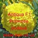 Aksamitn&iacute;k vzpř&iacute;men&yacute; nana Antiqua F1 Primrose