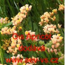 Limonka chobotnat&aacute; statice Qis Apricot