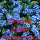 Pomněnka lesn&iacute; Compindi