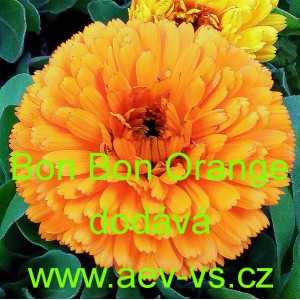 Měs&iacute;ček l&eacute;kařsk&yacute; Bon Bon Orange