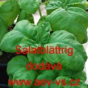 Bazalka prav&aacute; vonn&aacute; Salatbl&auml;ttrig