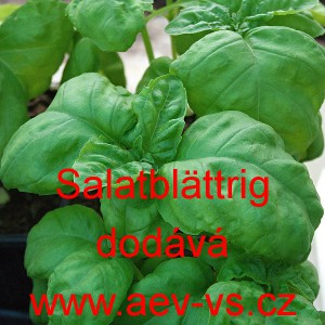 Bazalka prav&aacute; vonn&aacute; Salatbl&auml;ttrig