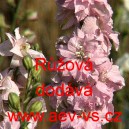 Ostrožka stračka Růžov&aacute;