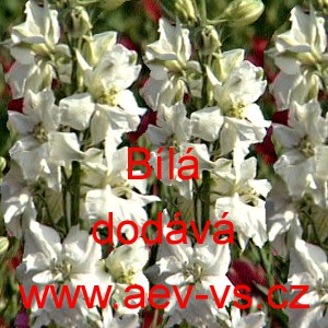 Ostrožka stračka B&iacute;l&aacute;