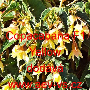 Kysala bolivijsk&aacute; převisl&aacute; Copacabana F1 Yellow