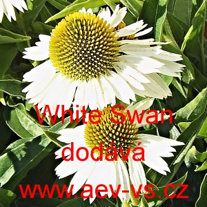Třapatka nachov&aacute; White Swan