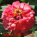 Ost&aacute;lka sličn&aacute;, lep&aacute; Super Yoga Rose