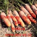 Mrkev obecn&aacute; hybridn&iacute; Chantenay (typ) F1 Mix