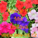 Pet&uacute;nie zkř&iacute;žen&aacute; velkokvět&aacute; Mistral F1 Mix