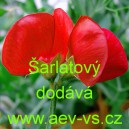 Hrachor vonn&yacute; &Scaron;arlatov&yacute;