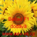 Slunečnice ročn&iacute; Ballad F1