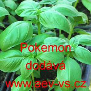 Bazalka prav&aacute; vonn&aacute; Pokemon