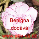 Hvozd&iacute;k karafi&aacute;t Benigna