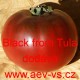 Rajče tyčkové Black from Tula