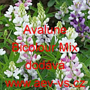 Vlč&iacute; bob Hartwegův, lupina Avalune Bicolour Mix