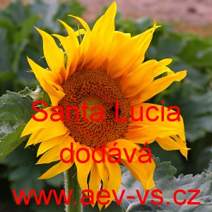 Slunečnice ročn&iacute; Santa Lucia