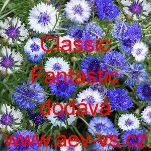 Chrpa modr&aacute;, poln&iacute; Classic Fantastic