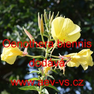 Pupalka dvoulet&aacute;