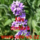 Večernice vonn&aacute; Mix