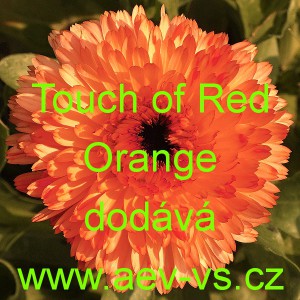 Měs&iacute;ček l&eacute;kařsk&yacute; Touch of Red Orange