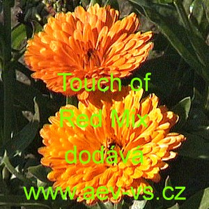 Měs&iacute;ček l&eacute;kařsk&yacute; Touch of Red Mix