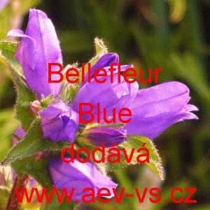 Zvonek klubkat&yacute; Bellefleur Blue