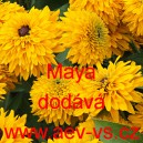 Třapatka srstnat&aacute; Maya