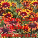 Třapatka srstnat&aacute; Autumn Colors