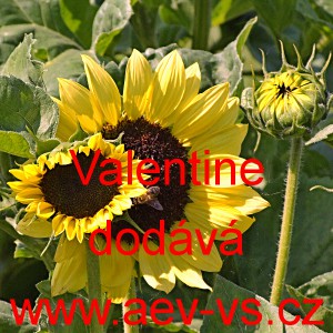 Slunečnice ročn&iacute; Valentine