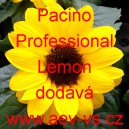 Slunečnice ročn&iacute; Pacino Professional Lemon