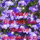 Lobelka drobn&aacute; Palace Blue with Eye