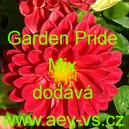 Jiřinka zahradn&iacute; Garden Pride Mix