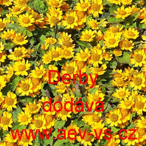 Černonožec bahenn&iacute;, melampodium Mix