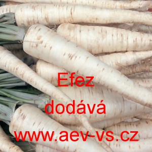 Petržel kořenov&aacute; Efez